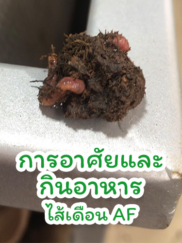 การอาศัยและกินอาหาร