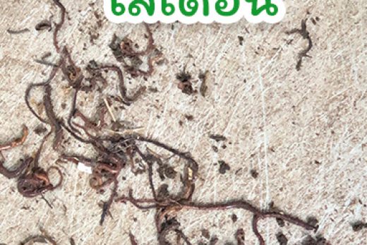 บ้านสวนตั้งสุข | วงจรชีวิตไส้เดือน Eudrilus eugeniae