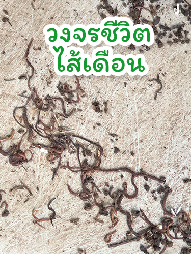 บ้านสวนตั้งสุข | วงจรชีวิตไส้เดือน Eudrilus eugeniae