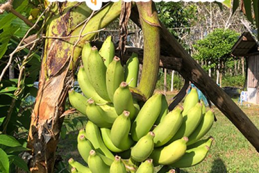 กล้วยหอมทอง พันธุ์ Gros Michel เปลือกบาง สีเหลืองทอง