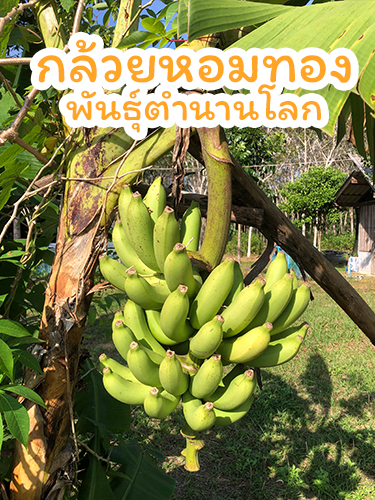 กล้วยหอมทอง พันธุ์ Gros Michel เปลือกบาง สีเหลืองทอง
